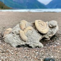 Ammonite fossile - Denckmannia rudis - Fossiles