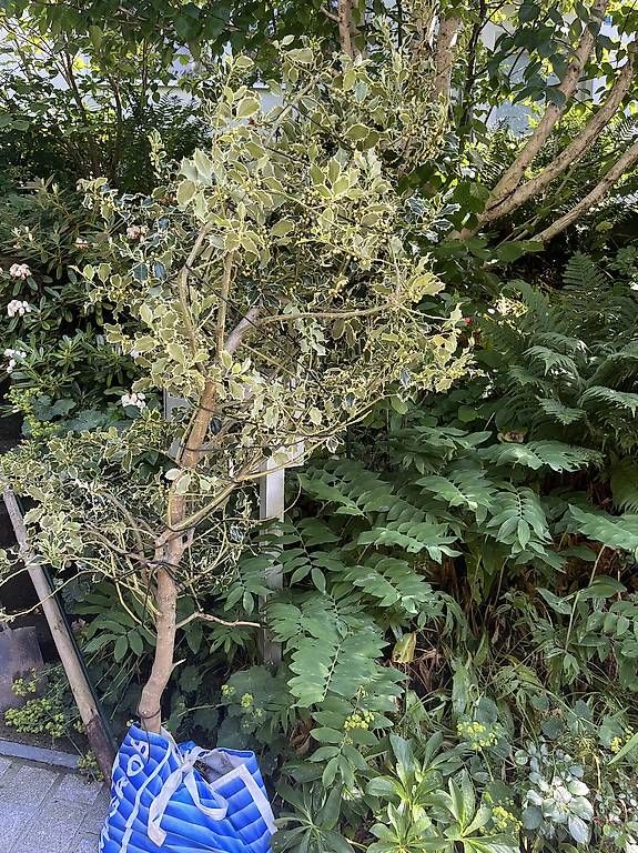 Piante & sementi: Ilex Stechpalme – Usato da Zürich venduto da chiffchaff 1