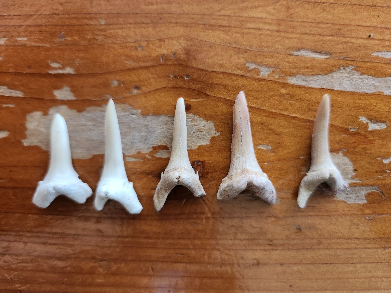 Fossili: Lot de 5 Dents de requin – Usato da Territet venduto da Cenh 5