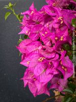 Bougainvillea Glabra - mediterranes 60x35cm Blütenbäumchen