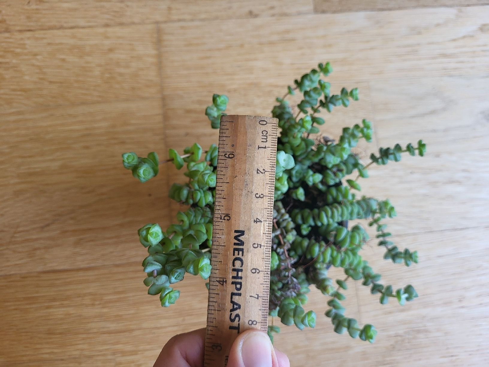 Piante & sementi: crassula rupestris Pflanz Sukkulente – Nuovo (secondo la descrizione) da Zürich venduto da sahaara01 2