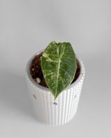 Alocasia Watsoniana Doff Albo/Pink Variegata