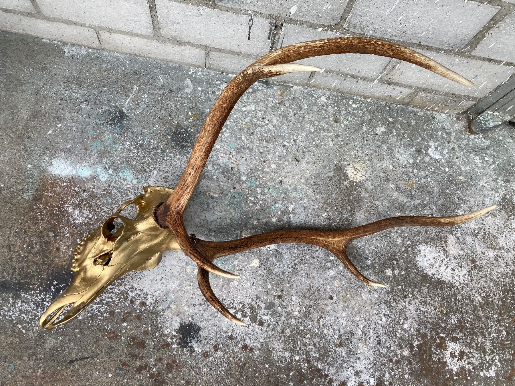 Il mondo degli animali: Rothirsch Trophäe 1 – Usato da Grosswangen venduto da arum01 1
