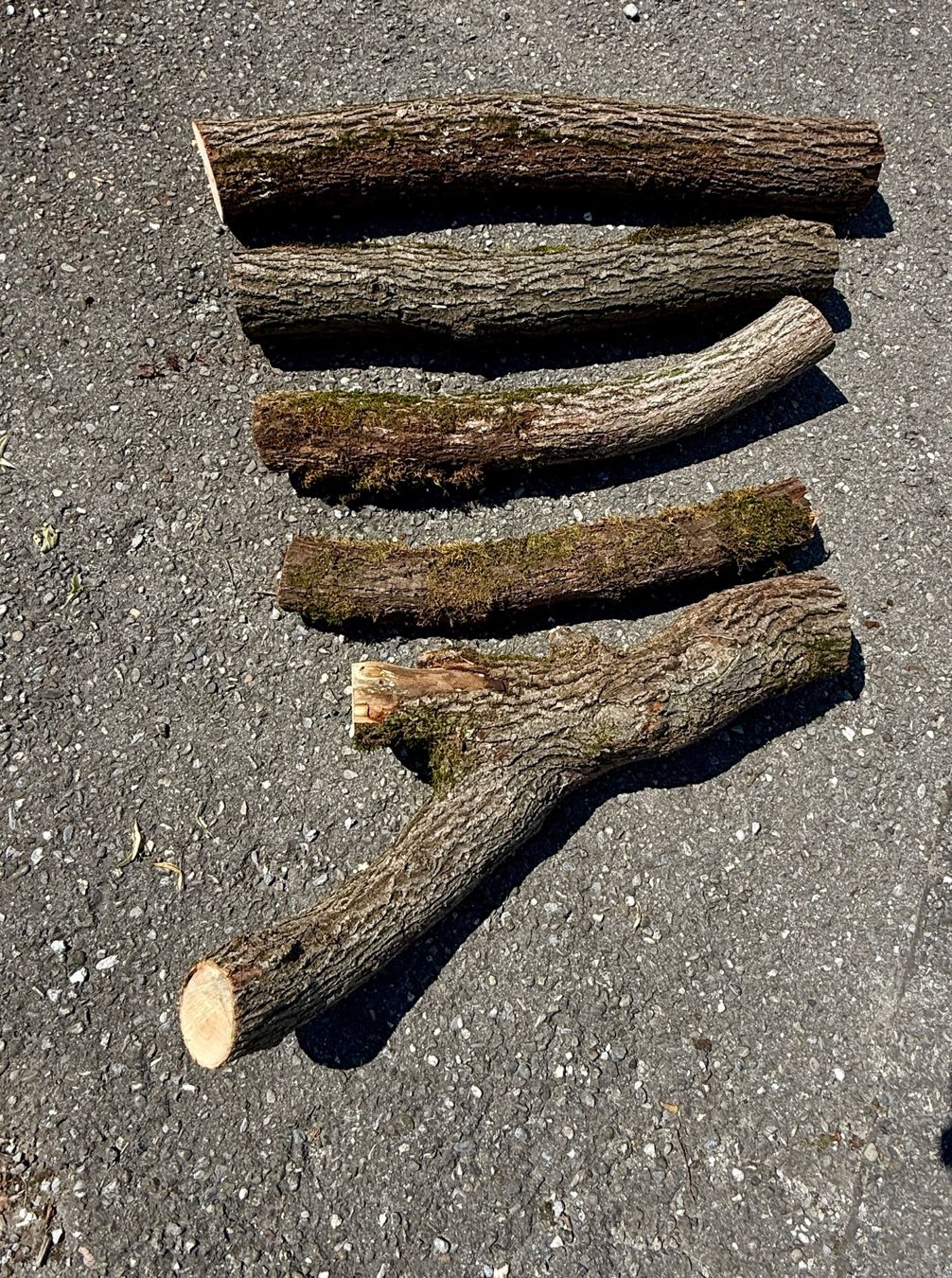 Holzartikel: 5x Schweizer Linde Berner Oberland Baumstamm – Gebraucht aus Heiligenschwendi von Bgb623 3