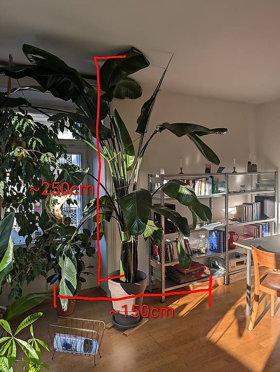 Pflanzen & Samen: Strelitzie inkl. Topf (Paradiesvogelblume) – Gebraucht aus Luzern von benzcarb 1
