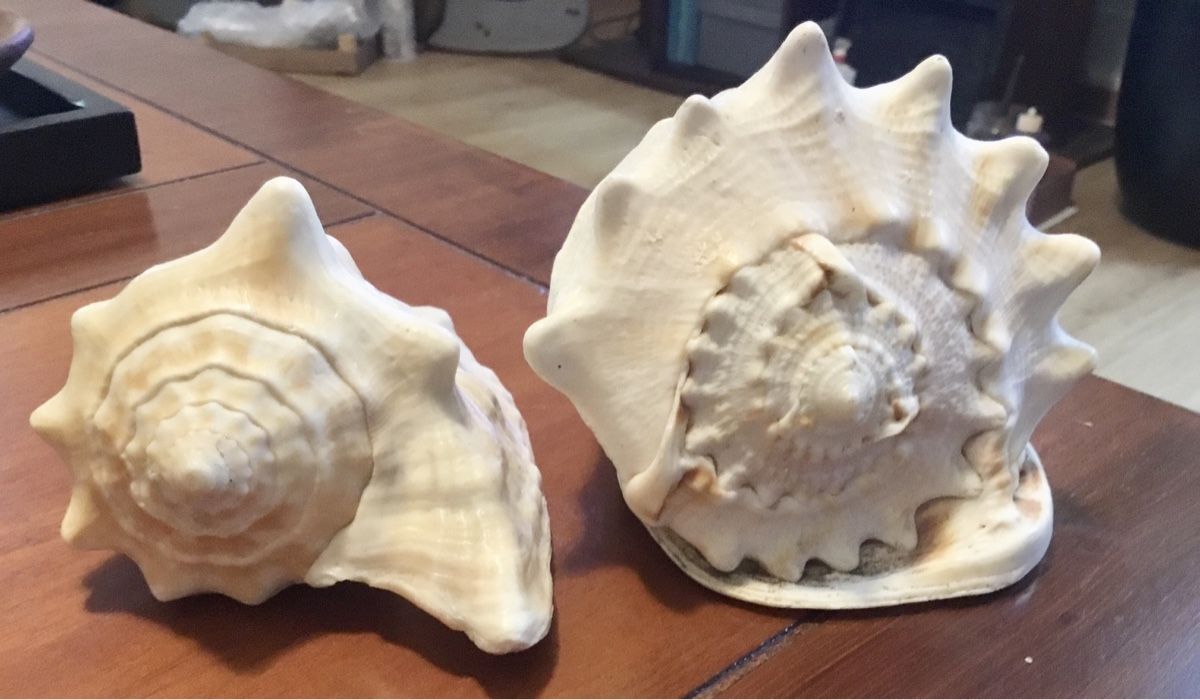 Fossilien: Muscheln – Gebraucht aus Schlieren von Jeajet 9