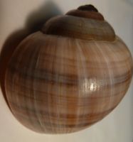 INTERESSANTE POMACEA CANICULATA-MUSCHEL-4,5 x 3,7 CM-SELTEN