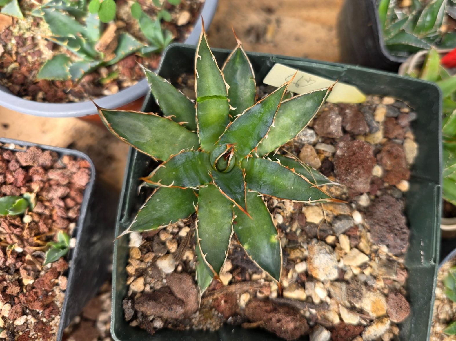 Piante & sementi: Agave garcia-mendozae – Usato da Bettens venduto da Agaves.ch 1