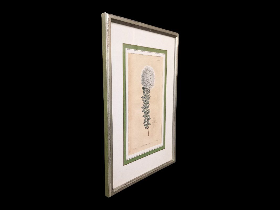 Posters & Illustrations: Bild im Bilderrahmen weisse Blume – D'occasion à Hünenberg par Restwert_Zug 2