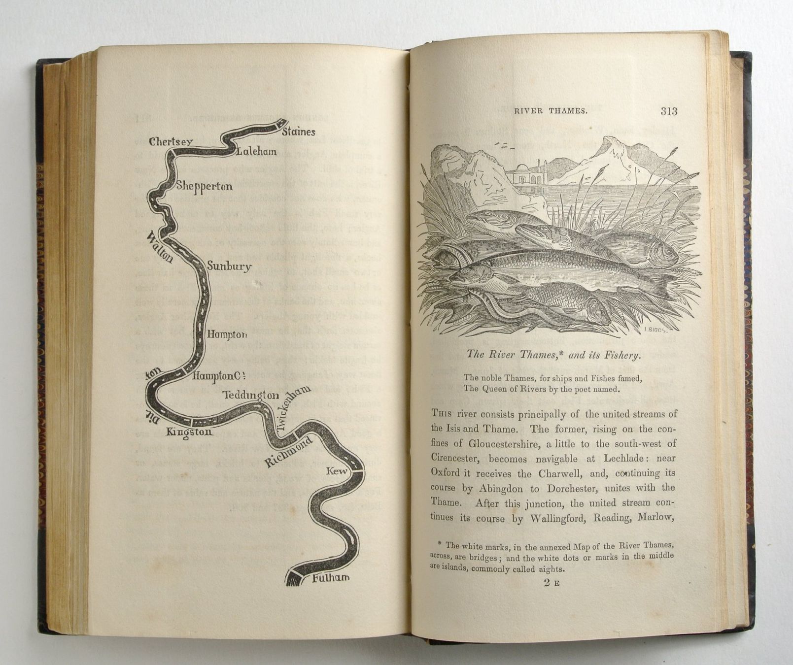 Libri: Salter, T.F. The Angler`s Guide – Usato da Erschwil venduto da taglang 2