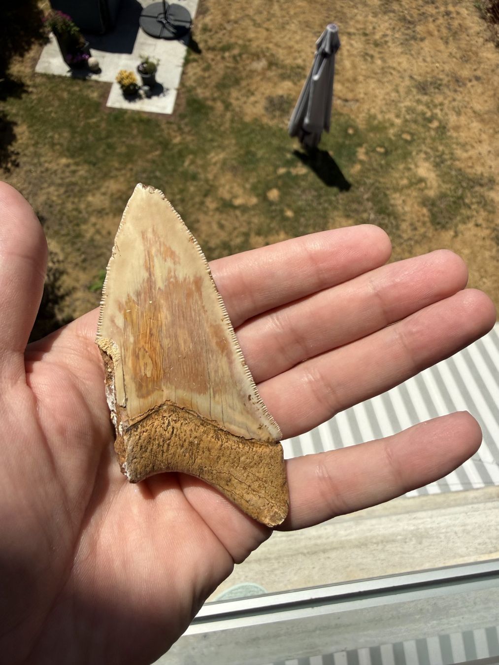 Fossiles: Megalodon Zahn Indonesien – D'occasion à schüpfen par rica122 1