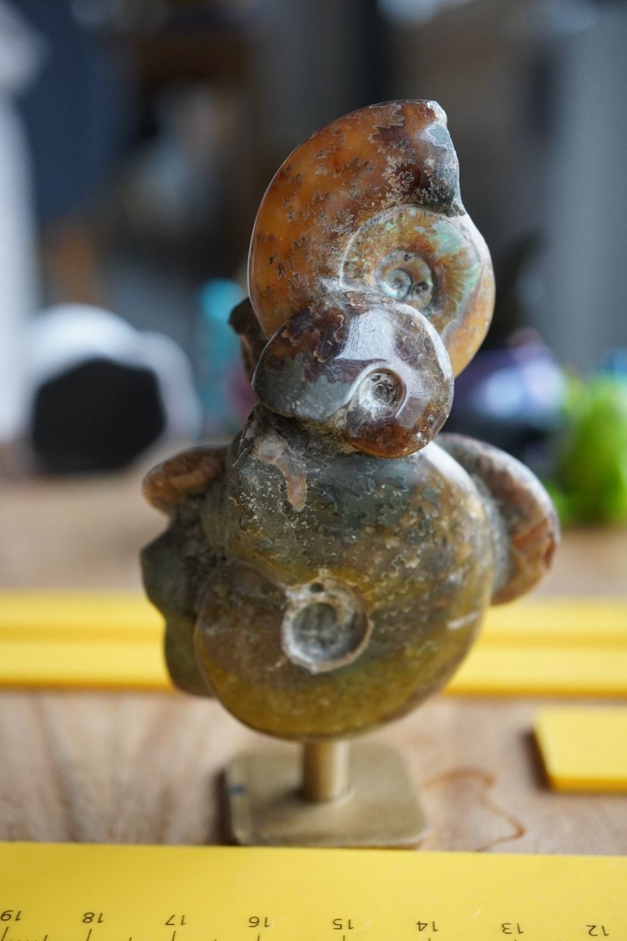 Fossili: Ammonit Cluster Figur   10cm  x 5cm – Nuovo e nell'imballaggio originale da Eschenbach SG venduto da topstone 2