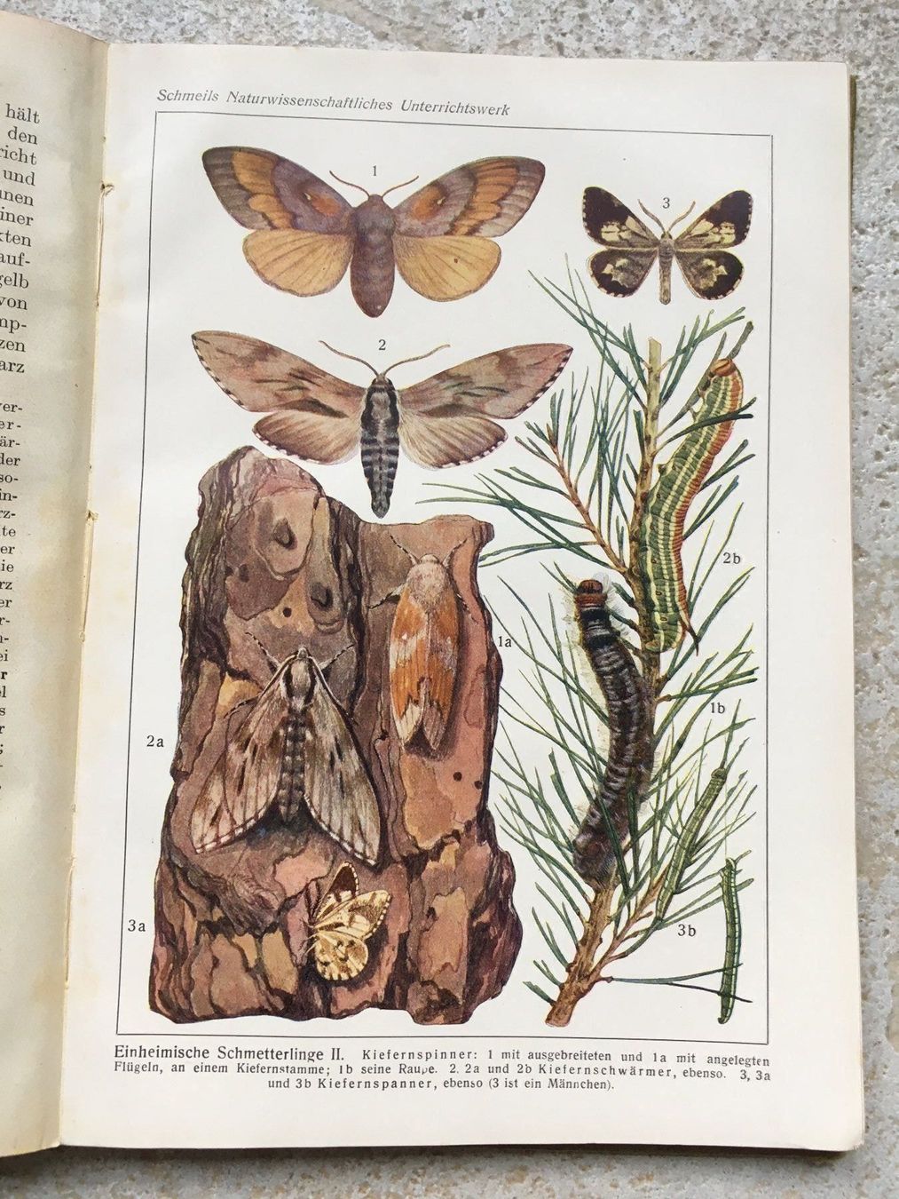 Libri: Antikes Tierkunde-Buch 1926 – Usato da Wettingen venduto da Ecaramel 4