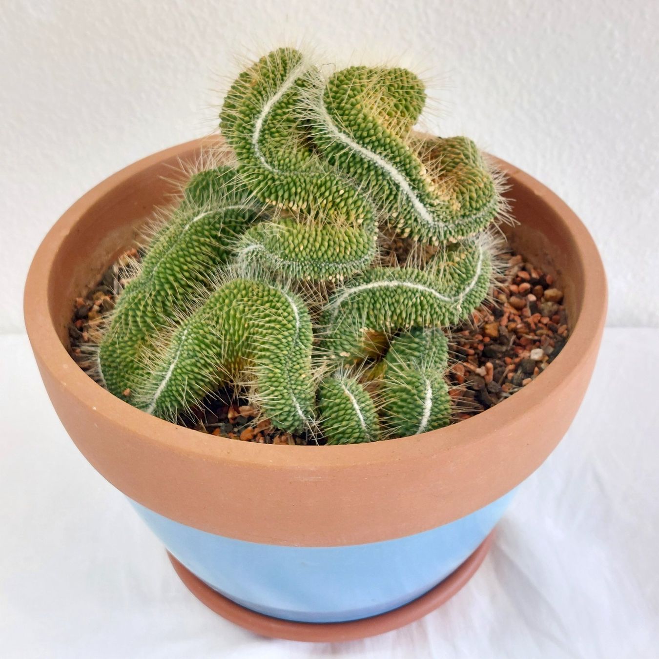 Luxus Terrakotta Topf Mit Untersetzer Bilder