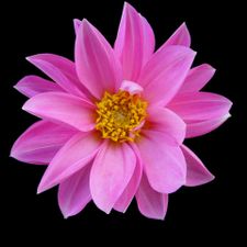 Profile image of Meldoik