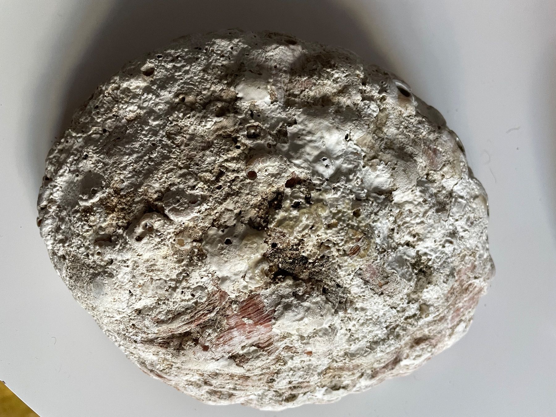 Minerali & Pietre curative: Schöne große Abalone-Muschel – Usato da Basel venduto da Amechan. 8