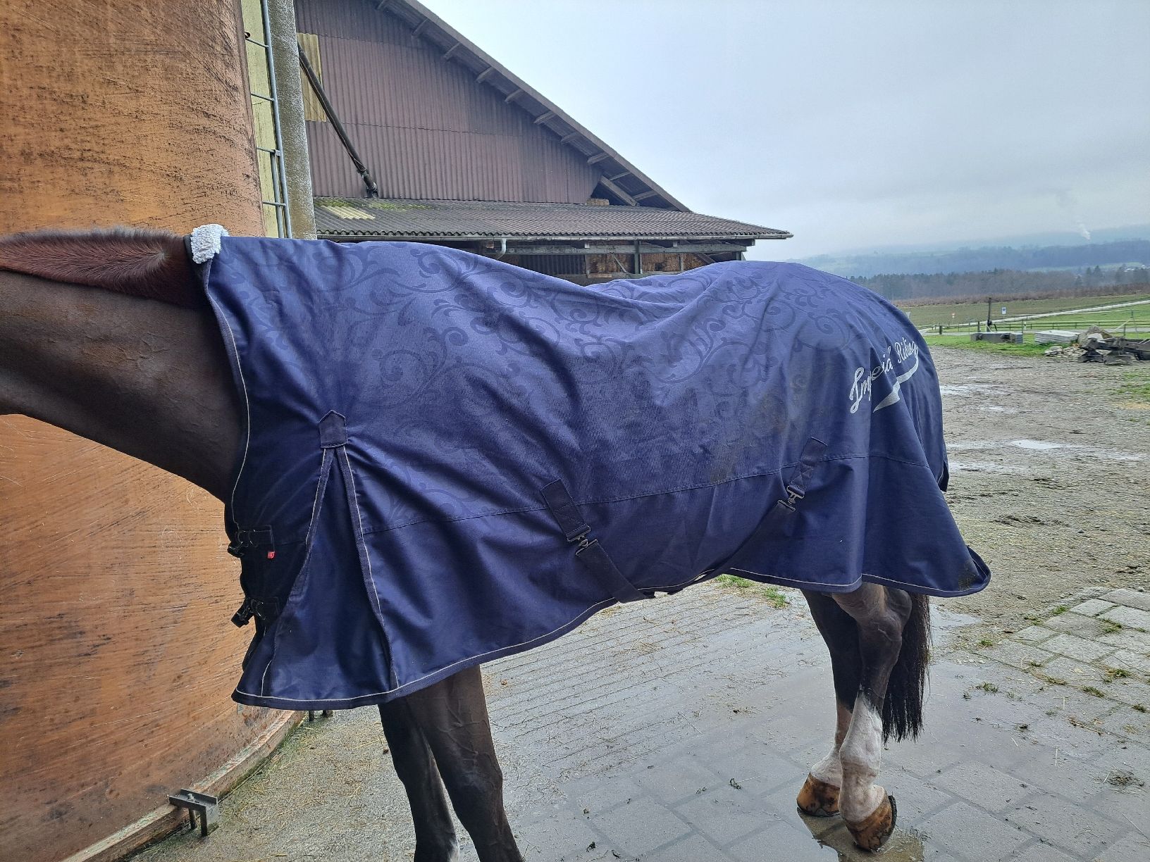 Coperte: Fleece-Winterdecke Grösse 165 – Usato da Seengen venduto da alexandra.weber