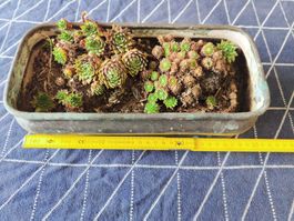 Kupfergefäss ca 30cm lang