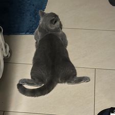 Profile image of MangaLO