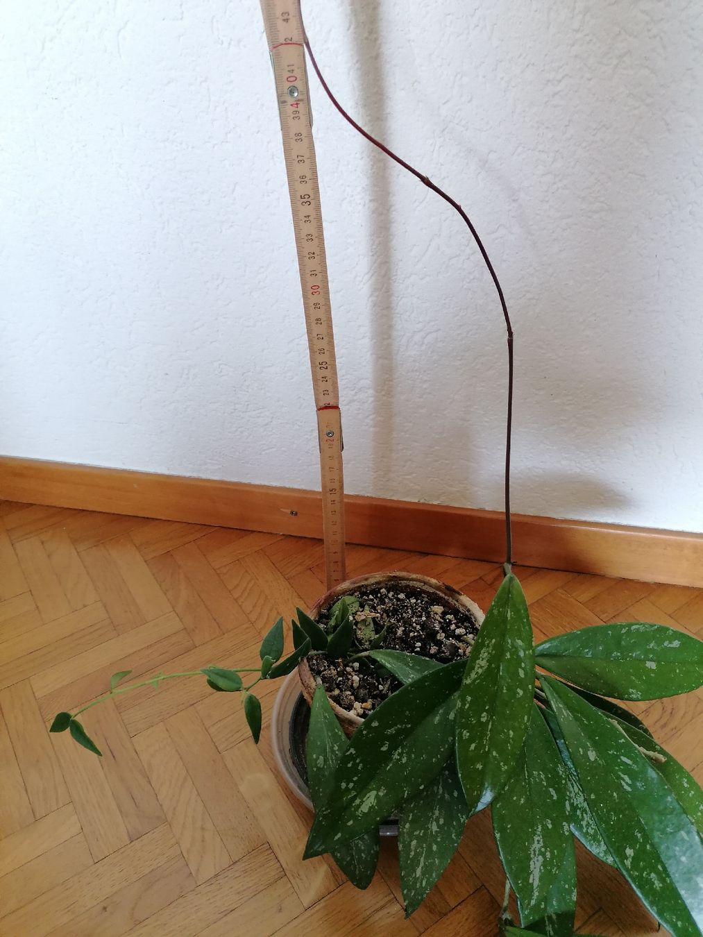 Piante & sementi: Hoya Publix splash + Hoya Bella – Usato da Le Mont-Pèlerin venduto da dundun1 2