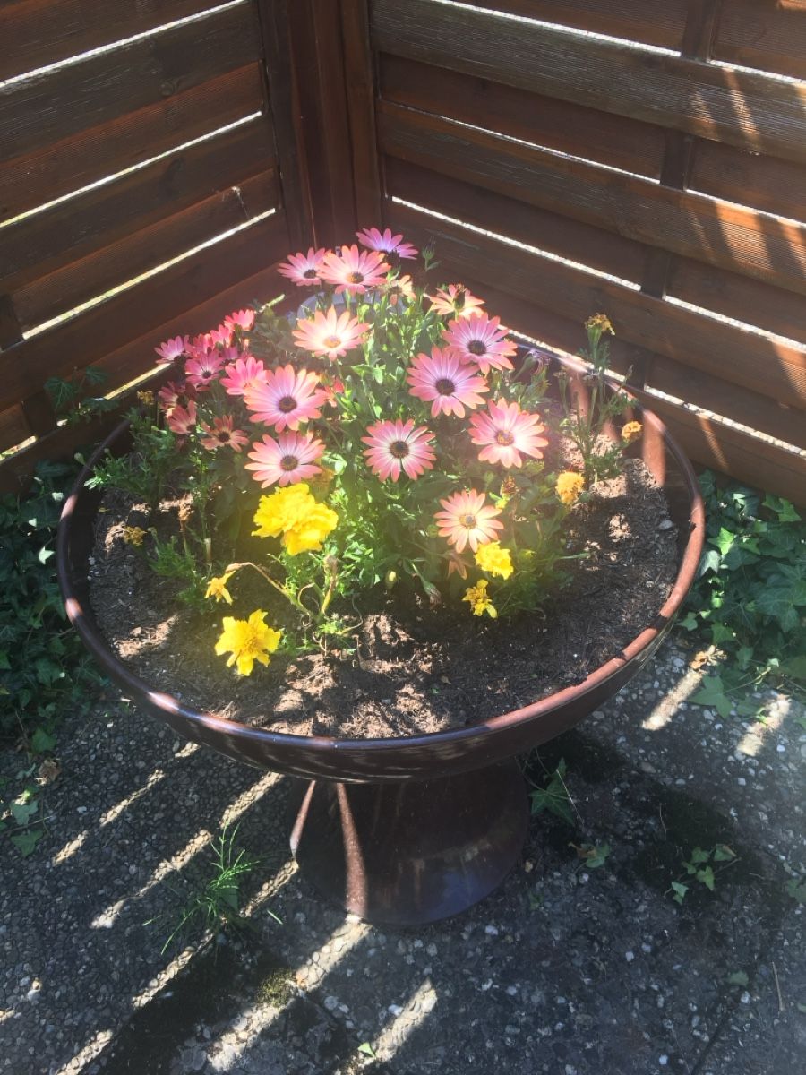 Stagni & Fontane ornamentali: Zierbrunnen – Usato da Belp venduto da Hornusser54