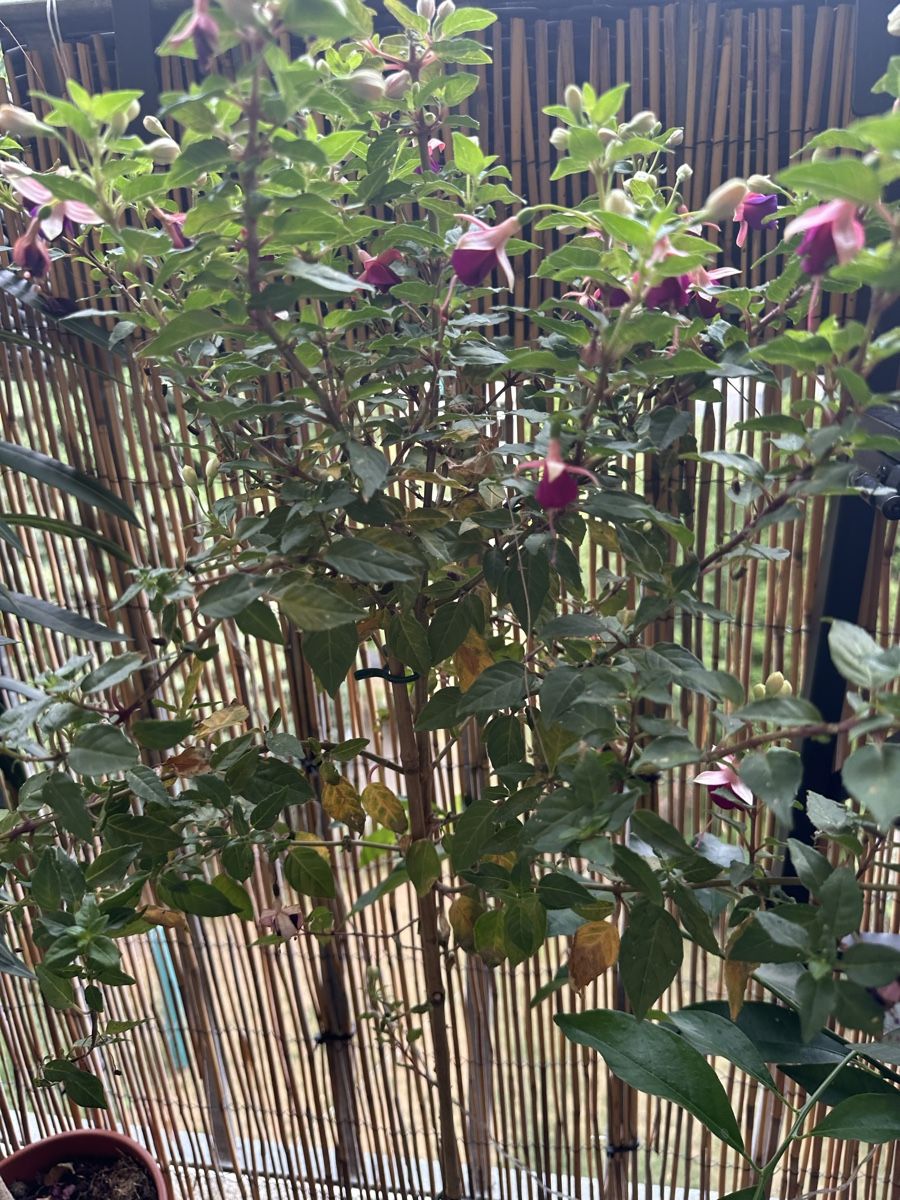 Plantes & graines: Fuchsien Bäumchen. Ca 1 m – D'occasion à Bern par womiman