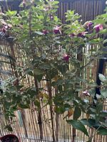Fuchsien Bäumchen. Ca 1 m