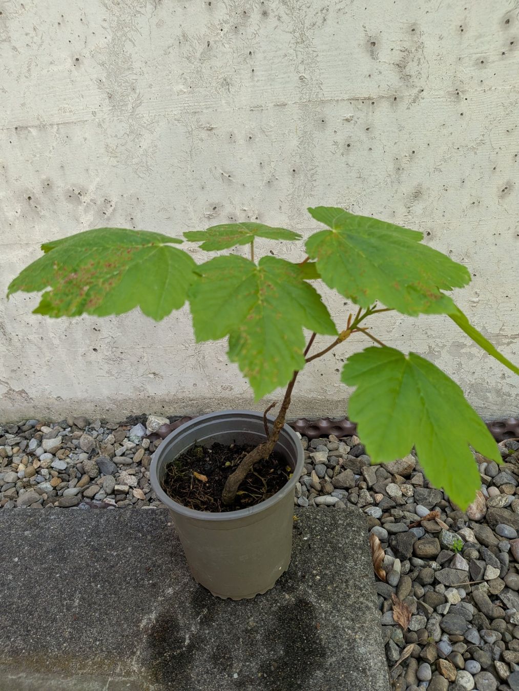 Piante & sementi: Bonsai Rohmaterial ab CHF 5: Bergahorn – Usato da Bern venduto da Hydrom 2