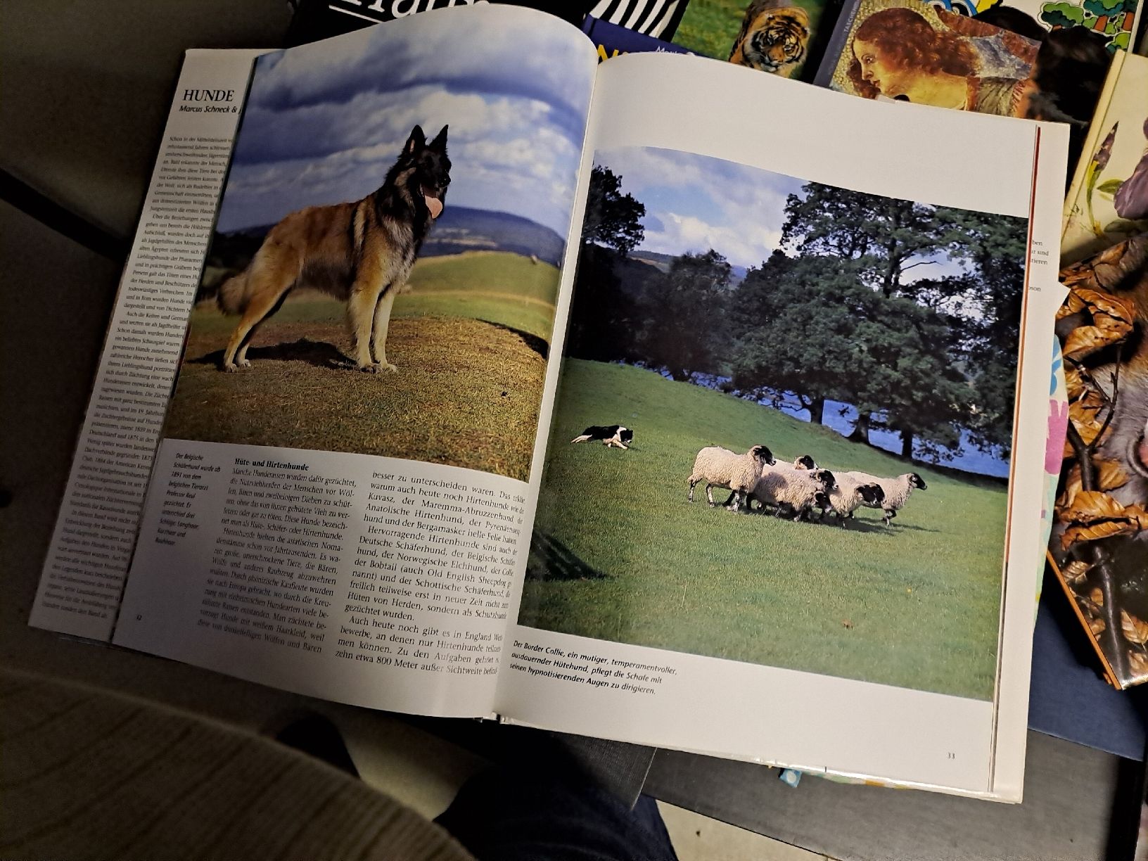 Libri: Hunde - Bildband von Marcus Schneck – Usato da Zürich venduto da Schoebi19 6
