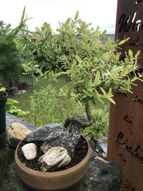 Bonsai Harlekinweide, gedrahtet (winterhart) Kaufen auf Ricardo