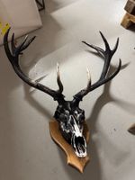 Euro Wall Hanger for Deer Head