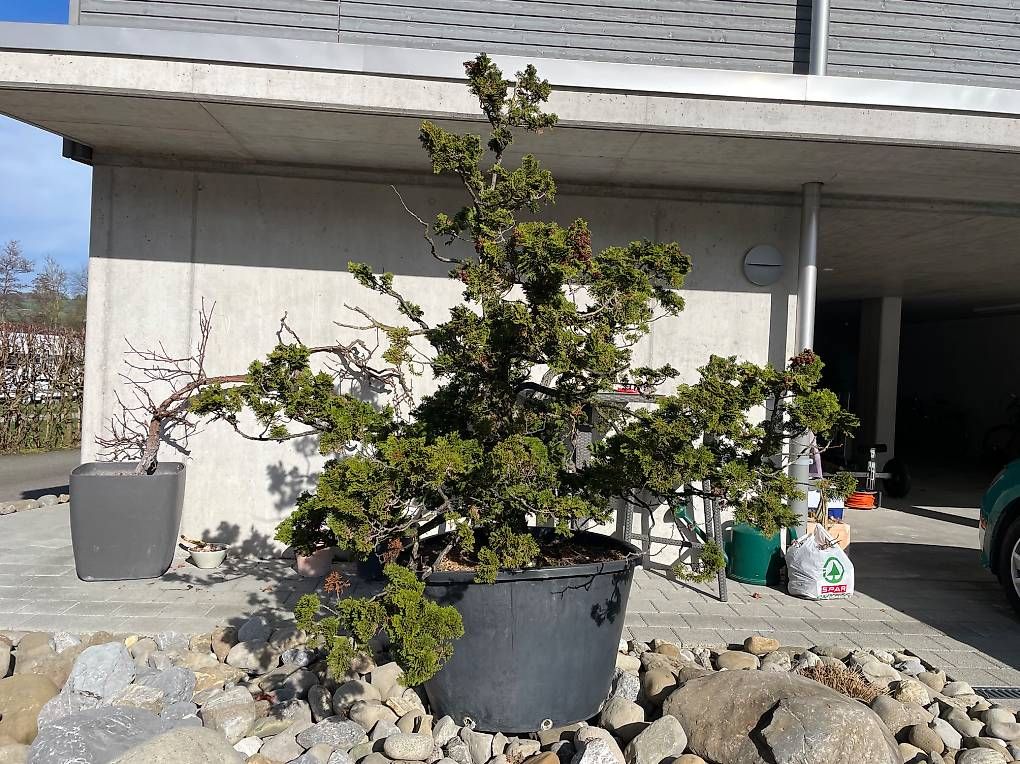 Pflanzen & Samen:  Eindrücklicher Solitärbaum / Rohling / Bonsai – Gebraucht aus Mosen von Philipp2025 1