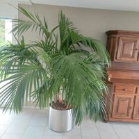 GROSSE GESUNDE KENTIA PALME
