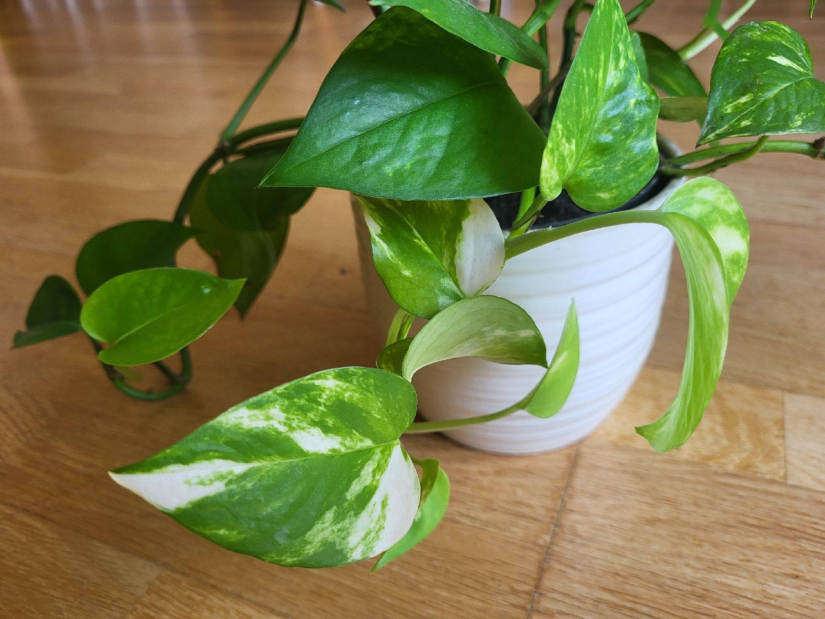 Pflanzen & Samen: Epipremnum Aureum + schöne keramik übertopf – Neu (gemäss Beschreibung) aus Zürich von sahaara01 3