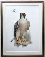 Willy Bär Lithographie Wanderfalke nummeriert und signiert