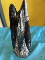Dekorative Fossilien-Skulptur, Rarität für Sammler!