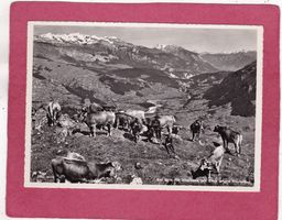 Auf dem Piz Mundaun mit Blick gegen Rheintal Kühe