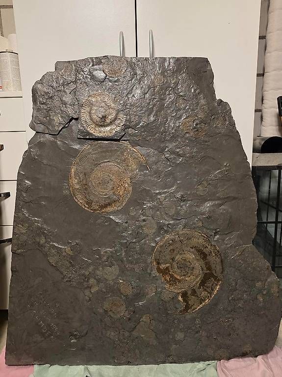 Fossili: Ammonitenplatte 90 x 70cm – Usato da Roggwil BE venduto da tho_6kyp