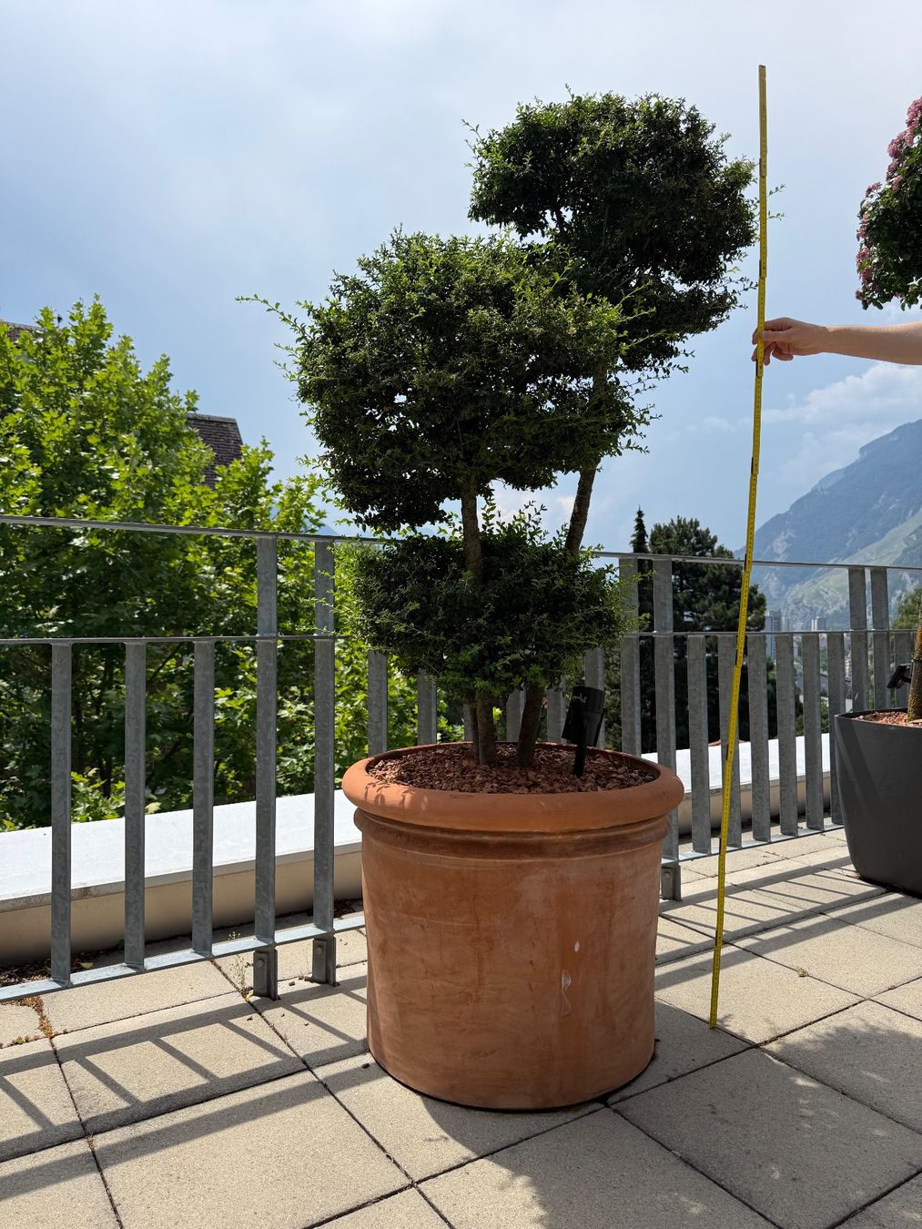 Pflanzen & Samen: Südländische Liguster mit Topf - P2 – Gebraucht aus Chur von Schueh