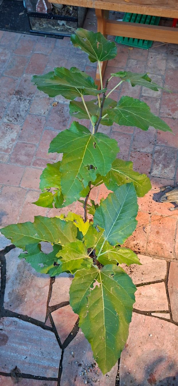 Plantes & graines: Feigenbaum "Negronne" – D'occasion à Alikon par Brunzolini 2