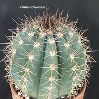 Melocactus Azureaus Ø12cm - silber-blaue Kakteen-Schönheit