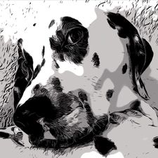 Profile image of Dalmi220