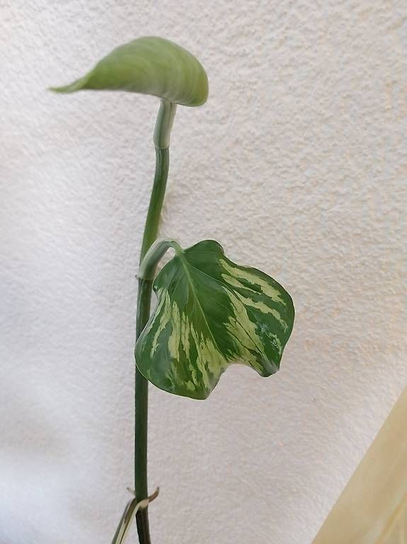 Pflanzen & Samen: Epipremnum pinnatum Marble Green – Gebraucht aus Schwaderloch von bademeister79 1