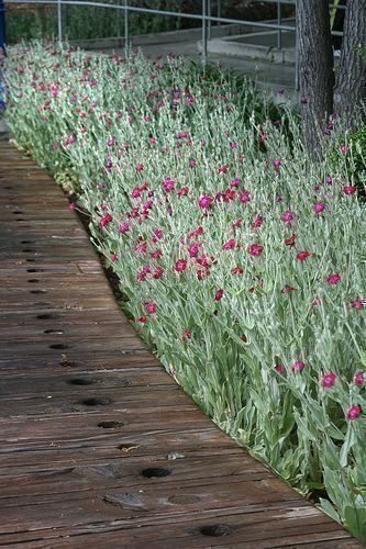 Piante & sementi: 500 Samen Lychnis Coronaria Vexiernelke – Nuovo (secondo la descrizione) da Ehrendingen venduto da VerveinaSamen 9