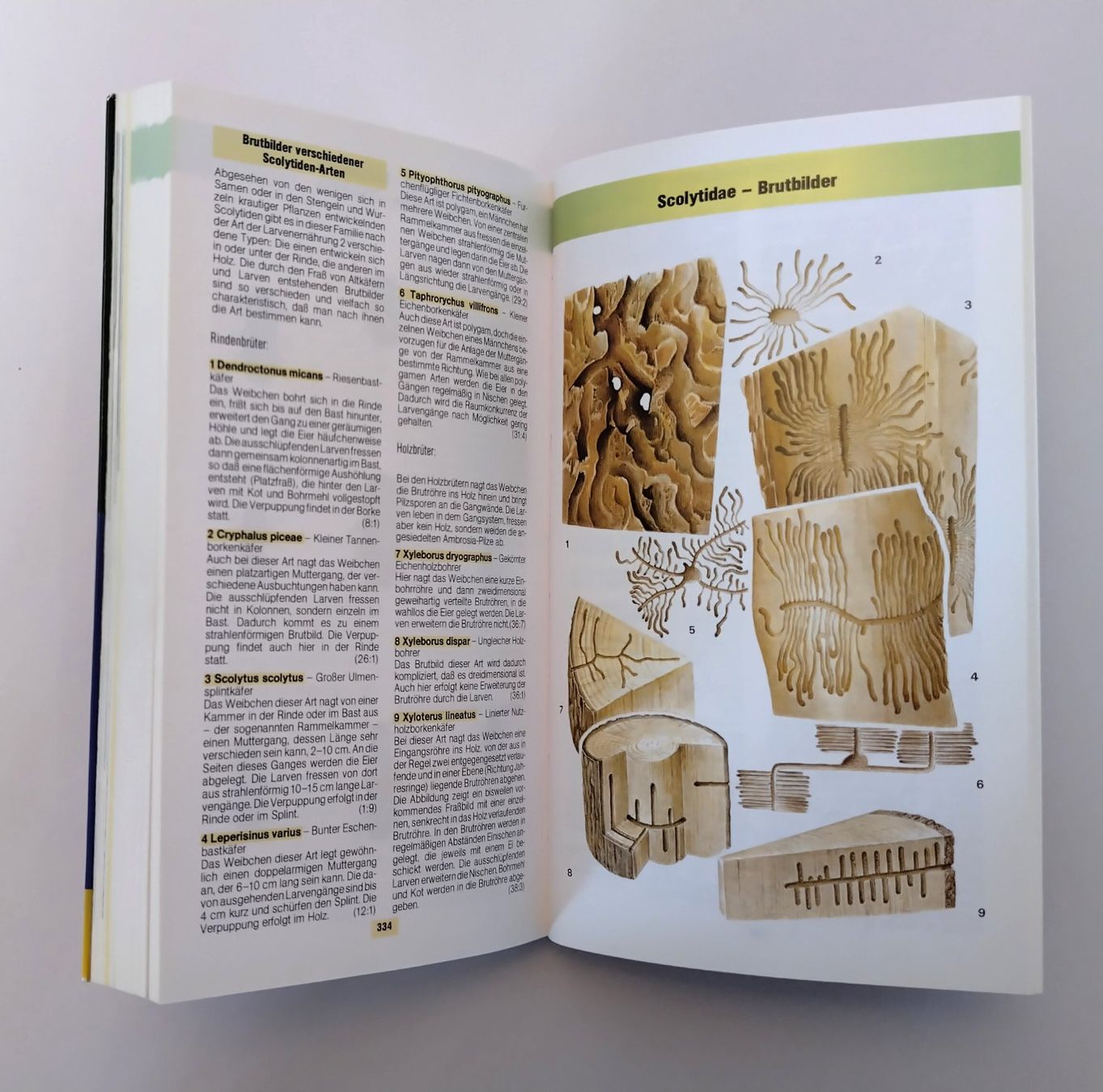 Livres: Käfer Buch / Der Kosmos Käferführer / Buch mit 352 Seiten – D'occasion à Bellach par JingleJerry 7