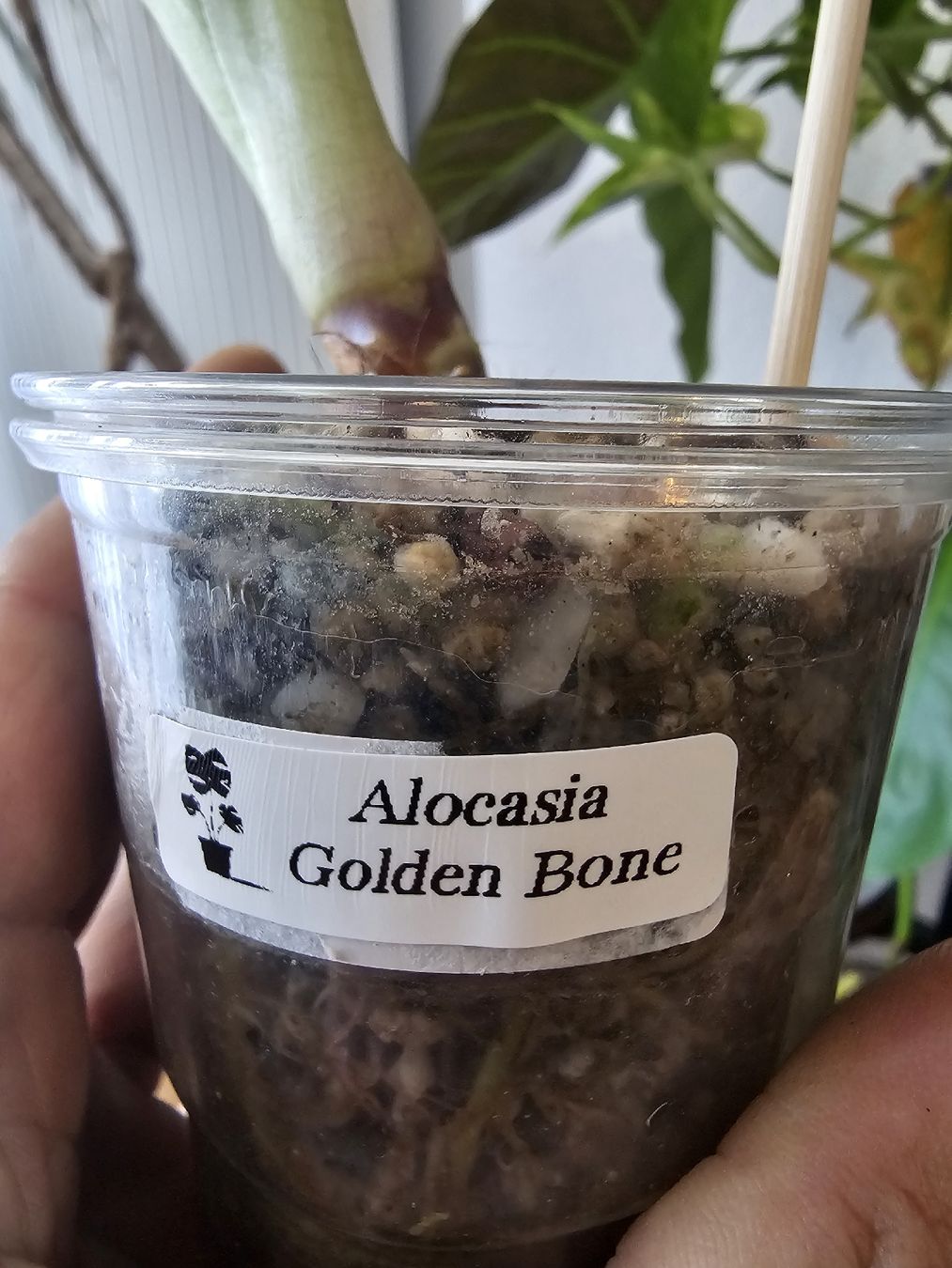 Pflanzen & Samen: Alocasia Golden bone  – Neu (gemäss Beschreibung) aus Utzenstorf von Dac_mk 2