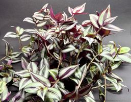 🌿 Zebrakraut – Tradescantia zebrina (Grosse Pflanze)