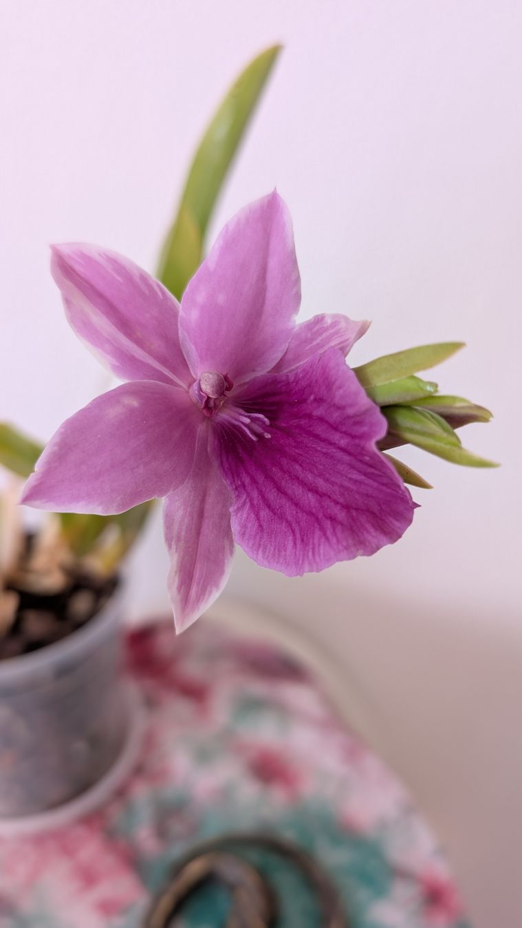 Pflanzen & Samen: Miltonia 'Splash' Orchidee – Gebraucht aus Untervaz von Lyraia 1