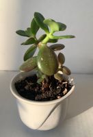 Geldbaum- Mini Crassula ovata Pfennigbaum 10cm Zimmerpflanze