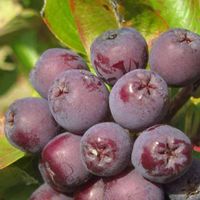 Sorbier à gros fruits BURKA  FRUITIER RARE  2 PLANTS